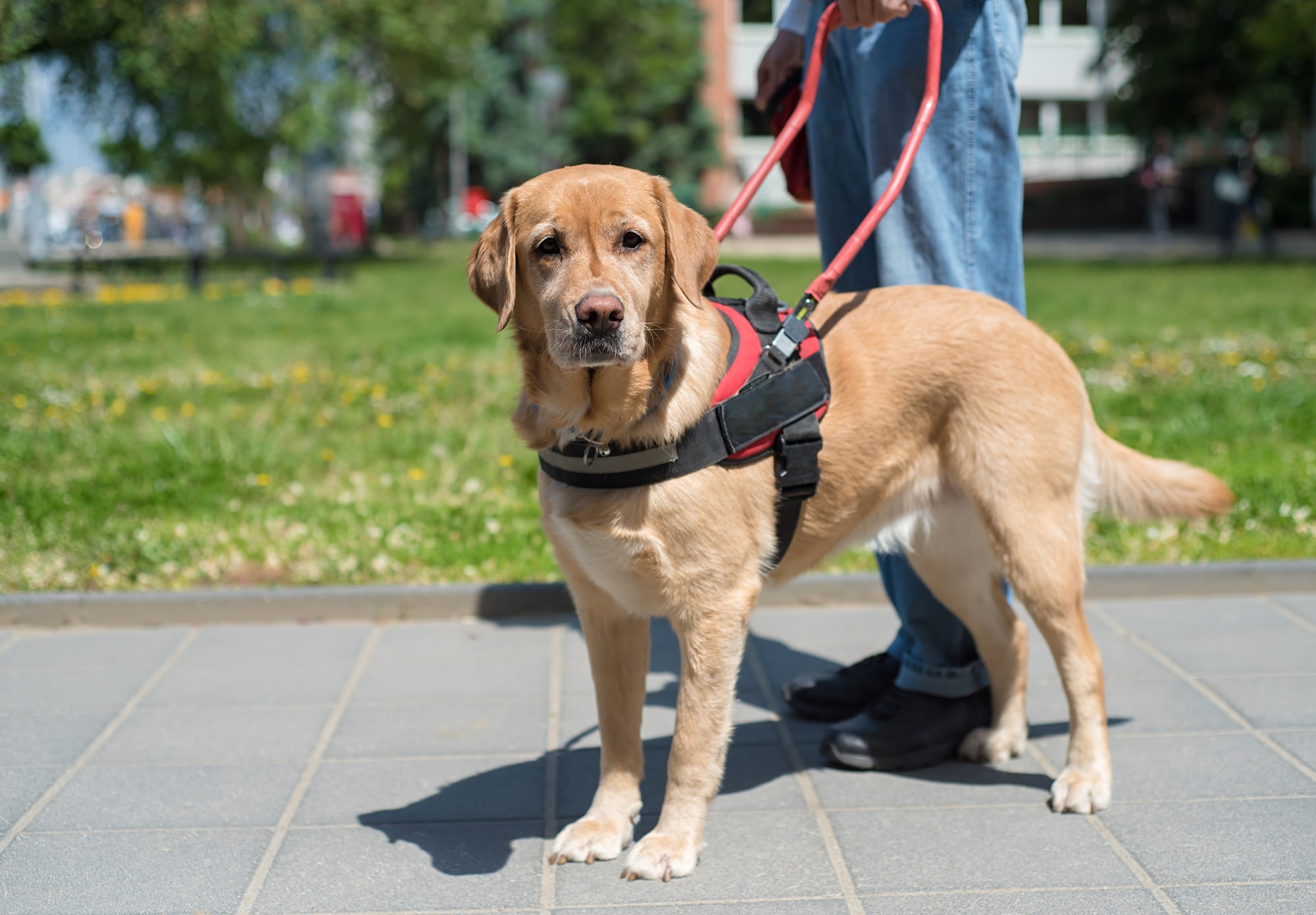 Support Animals in Rentals: What You Need to Know