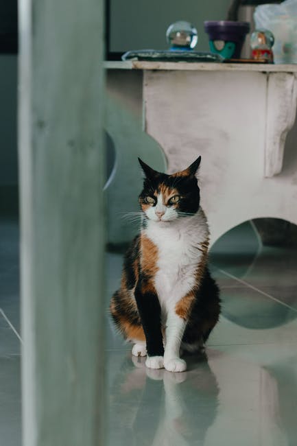 Pets in a Rental Property: How to Set Up Your Lease Agreement